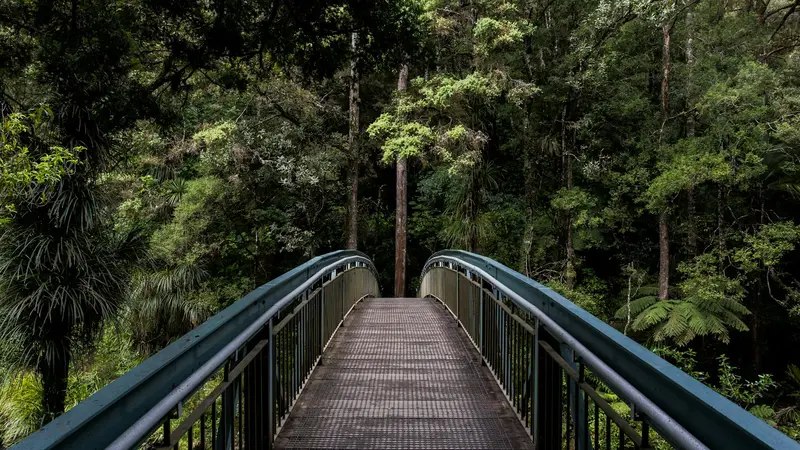 Wooden footbridge leading into a lush green forest